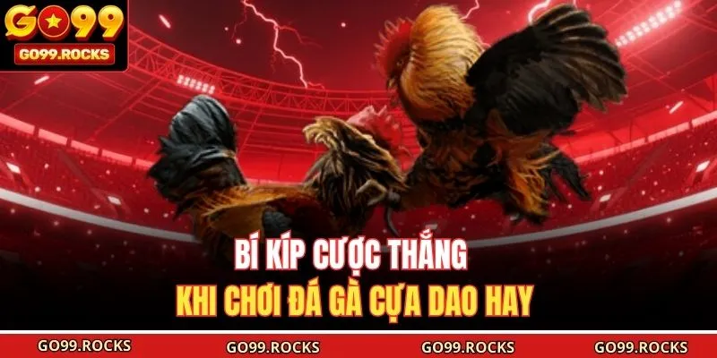 Bí kíp cược thắng khi chơi đá gà cựa dao hay