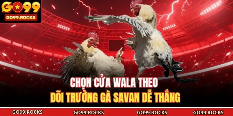 Chọn cửa Wala theo dõi trường gà Savan dễ thắng