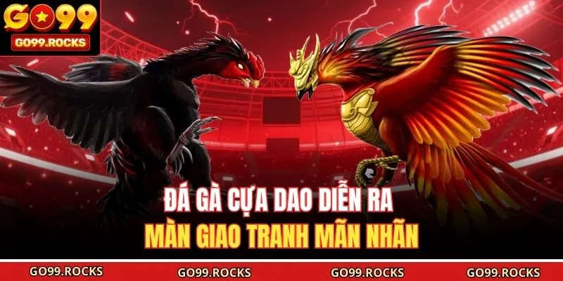Đá gà cựa dao diễn ra màn giao tranh mãn nhãn
