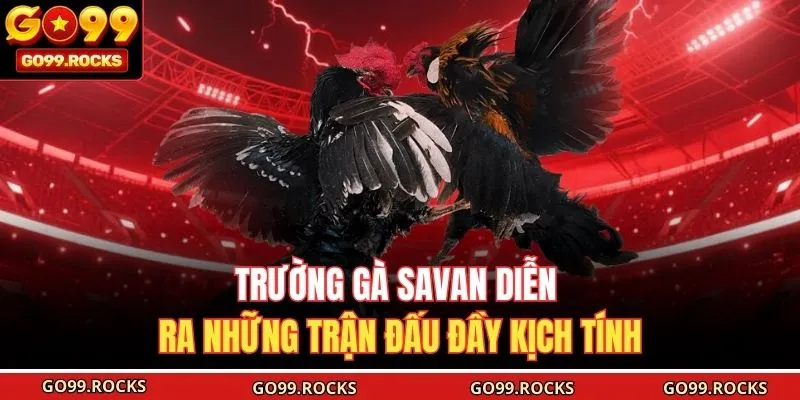 Trường gà Savan diễn ra những trận đấu đầy kịch tính